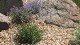 Xeriscape