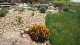 Xeriscape